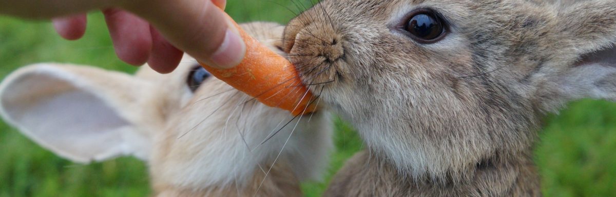 investor carrot