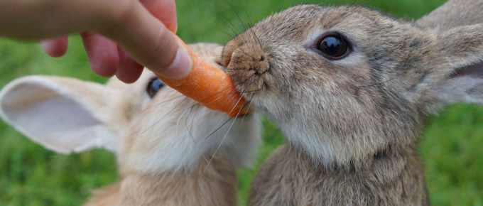 investor carrot